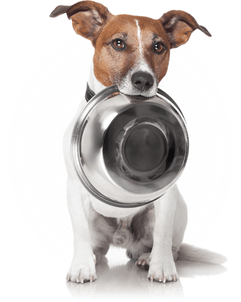 Dog with Bowl