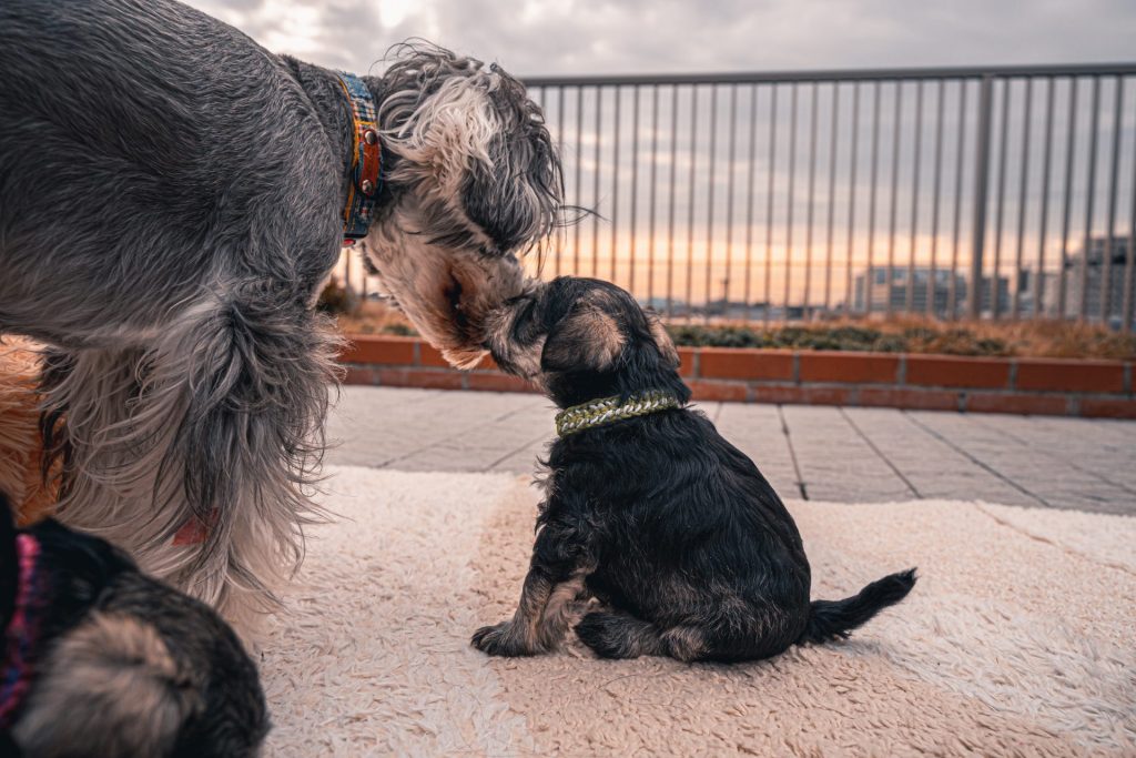 パピー用から成犬用フードにいつ切り替えるべき？