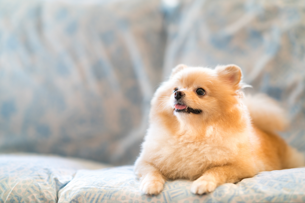 肥満犬のカラダを健康的に絞る