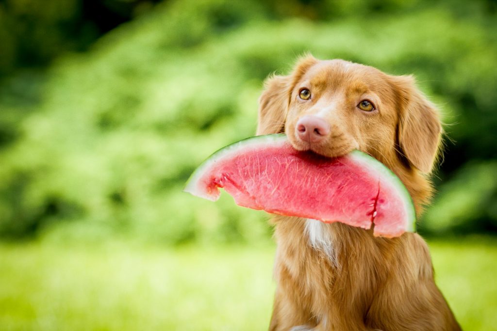 愛犬が誤飲・誤食をした時に対処するべきこと