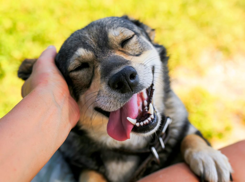 うちの愛犬の健康状態は？飼い主さんが気をつけるべき8つのポイント