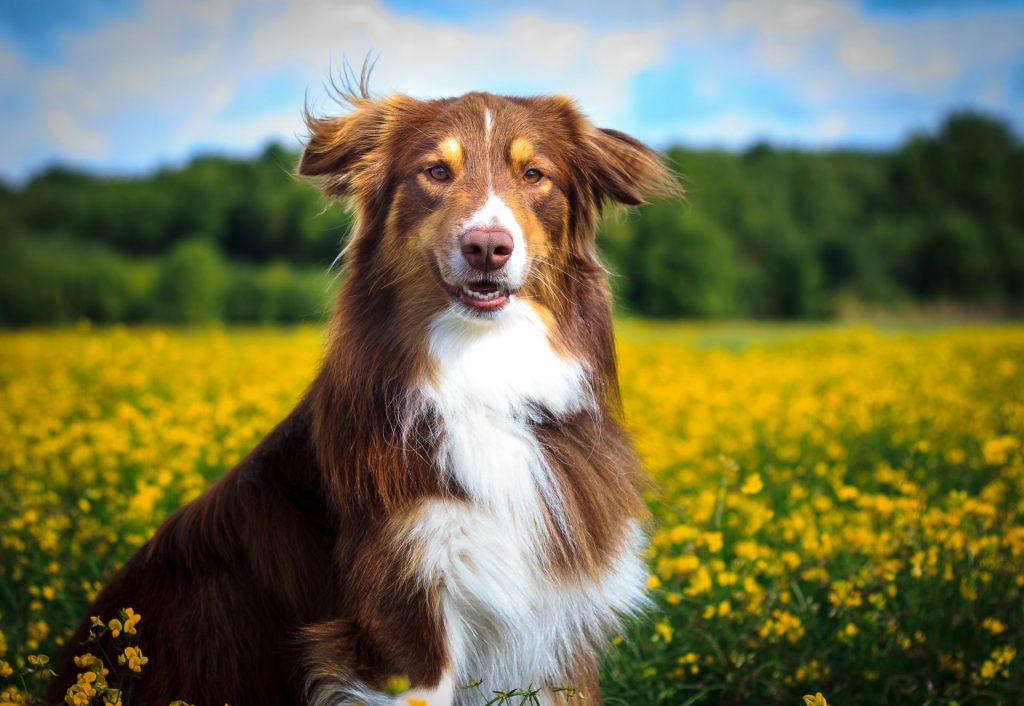 犬が感じ取ることができる５つの能力