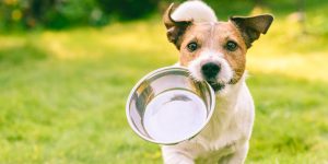 愛犬に肉は必要？犬の動物性タンパク質の必要性について